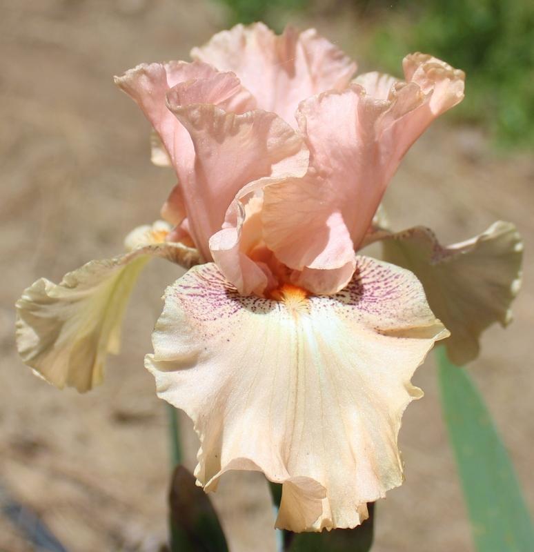 Photo of Tall Bearded Iris (Iris 'Cheating Heart') uploaded by Calif_Sue