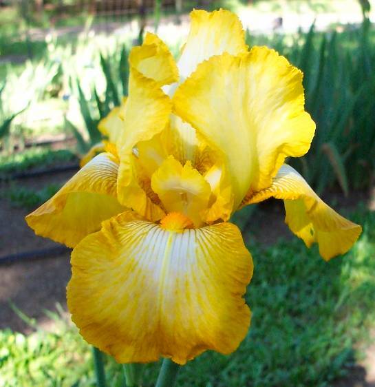 Photo of Tall Bearded Iris (Iris 'Charmaine') uploaded by Calif_Sue