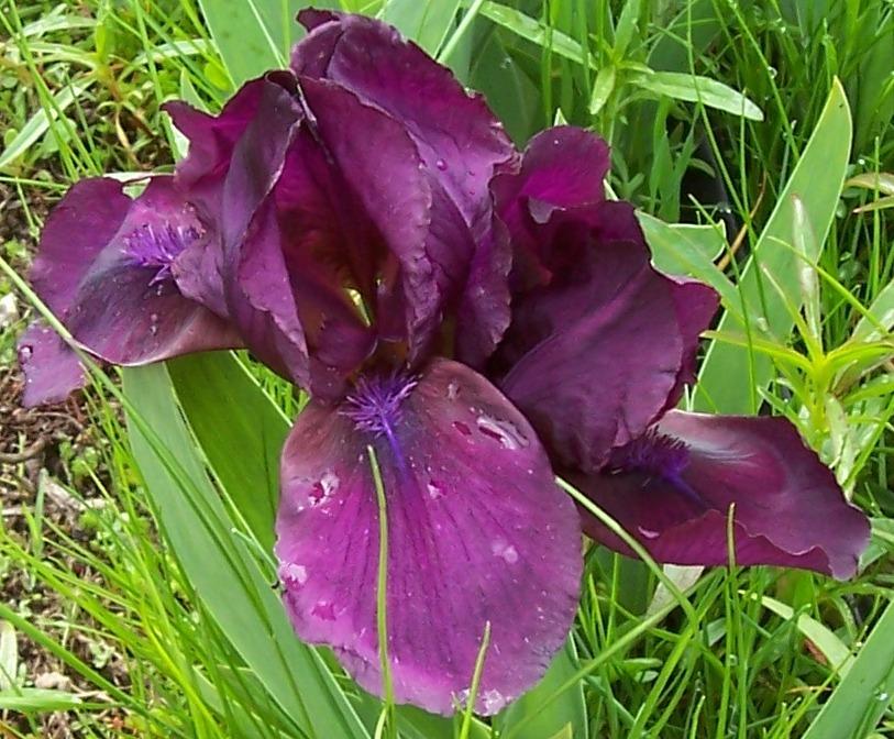 Photo of Standard Dwarf Bearded Iris (Iris 'Cherry Garden') uploaded by Calif_Sue