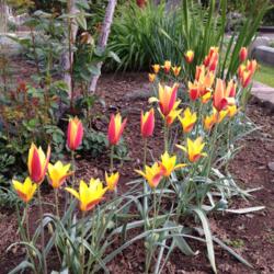 Location: Hamilton Square Perennial Garden, Historic City Cemetery, Sacramento CA.
Date: 2015-03-20
 Lady Tulip (Tulipa clusiana 'Tubergen's Gem') in zone 9b.