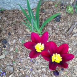 Location: Hamilton Square Perennial Garden, Historic City Cemetery, Sacramento CA.
Date: 2015-03-20
Sparaxis in zone 9b. Fan of leaves is about six inches tall.