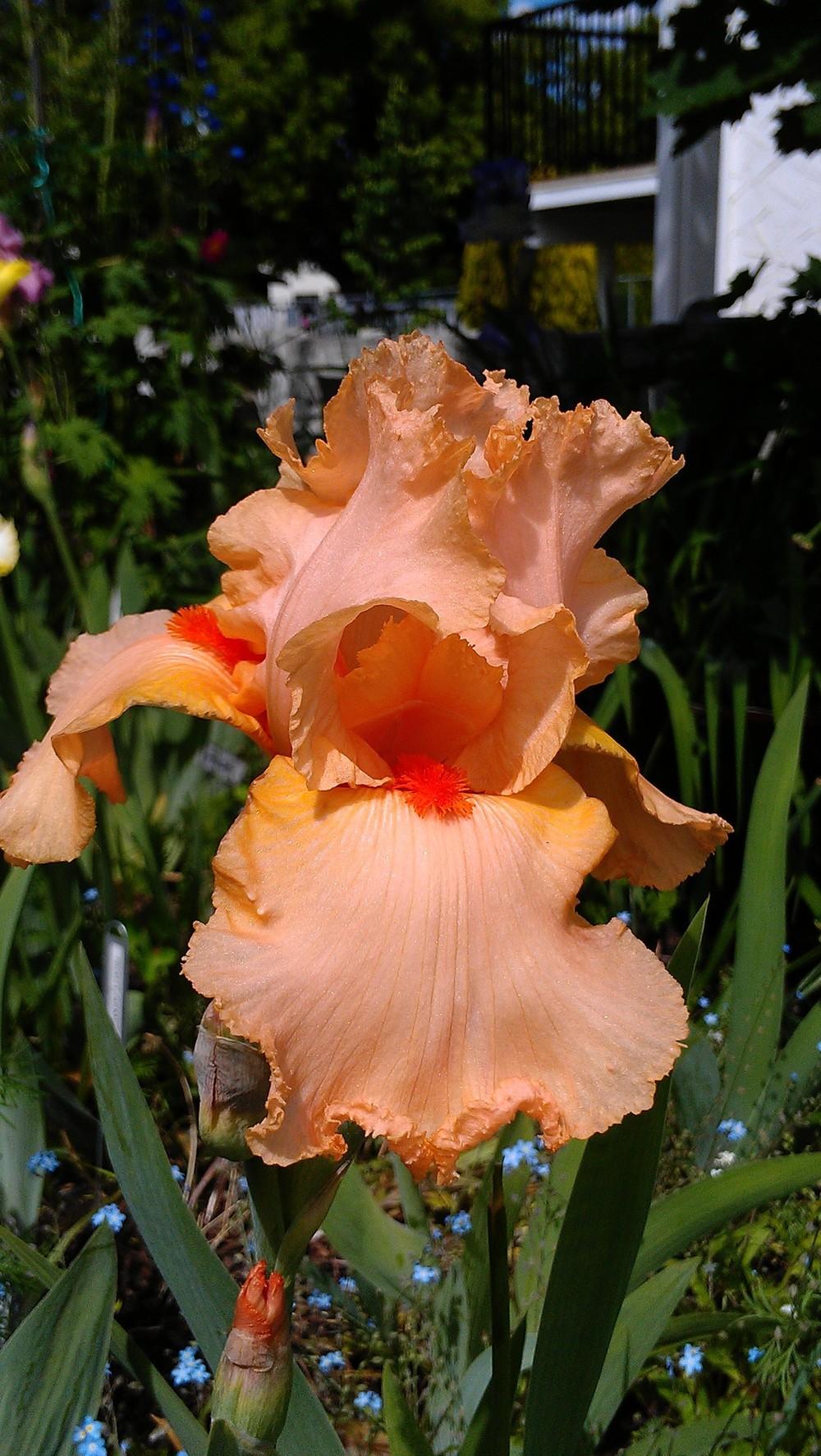 Photo of Tall Bearded Iris (Iris 'Joyful News') uploaded by Irislady