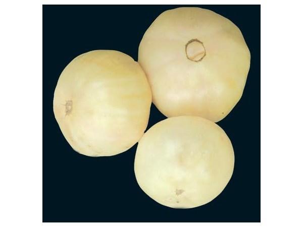 Photo of Tomato (Solanum lycopersicum 'Great White') uploaded by Joy