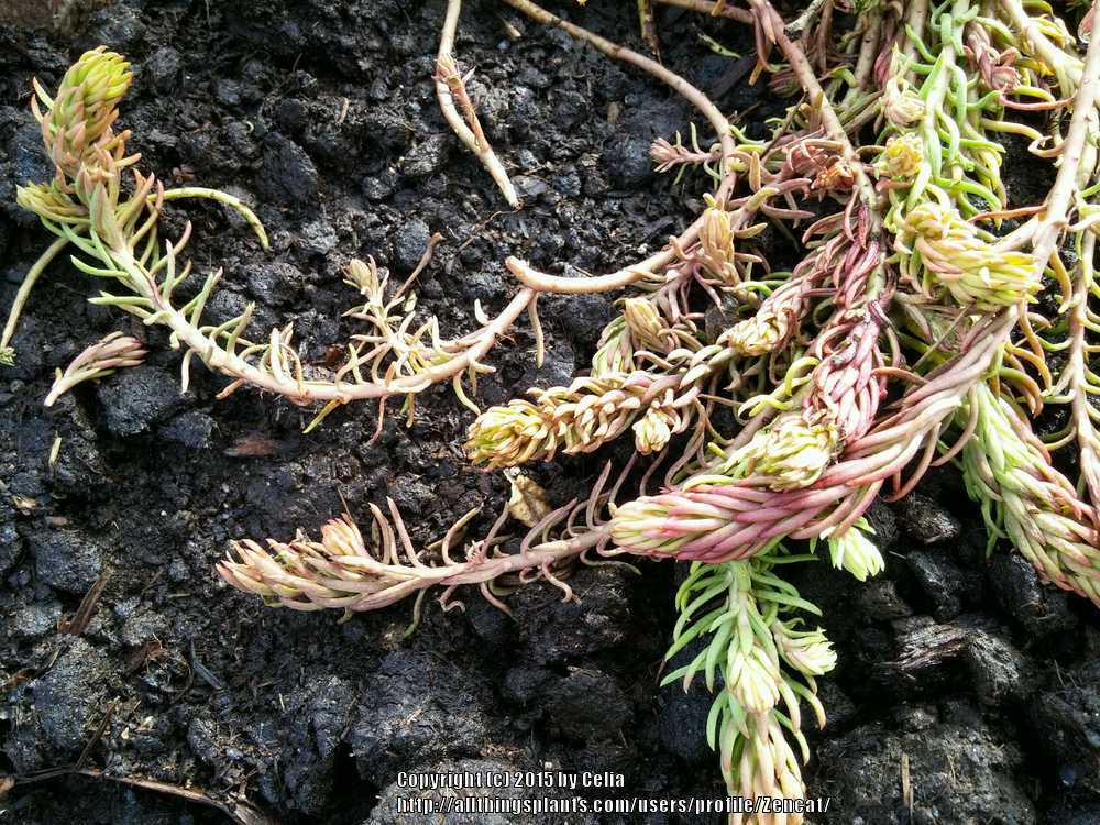 Photo of Sedum (Petrosedum rupestre subsp. rupestre 'Angelina') uploaded by Zencat
