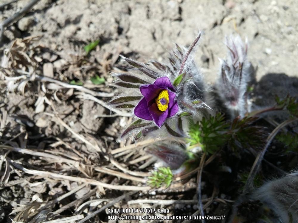 Photo of Pasque Flower (Pulsatilla grandis subsp. grandis) uploaded by Zencat