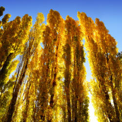 Location: Autumn Poplar Trees
Date: 2012-04-21
Photo courtesy of: Martin Heigan