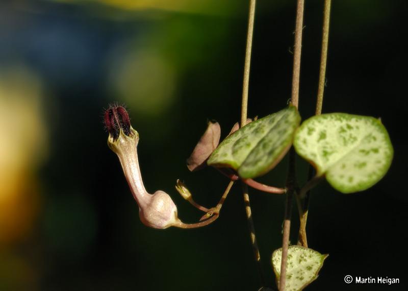 Photo of String of Hearts (Ceropegia woodii) uploaded by admin