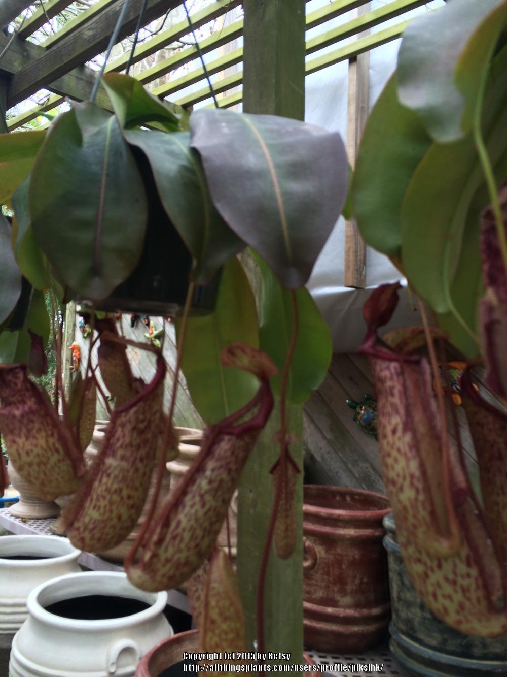 Photo of Pitcher Plant (Nepenthes) uploaded by piksihk
