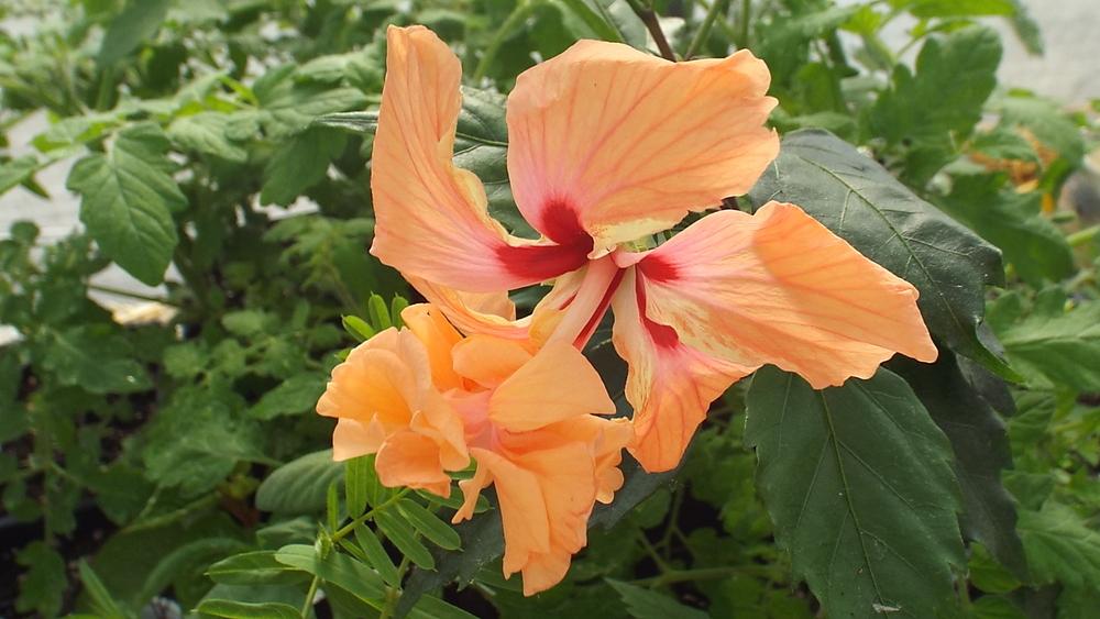 Photo of Tropical Hibiscus (Hibiscus rosa-sinensis 'El Capitolio Sport') uploaded by poisondartfrog