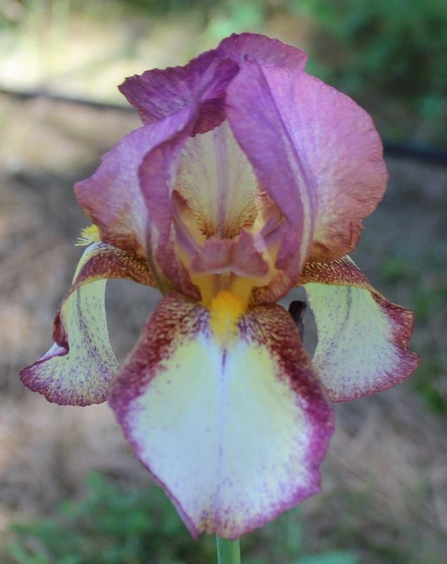 Photo of Tall Bearded Iris (Iris 'Confetti') uploaded by Calif_Sue