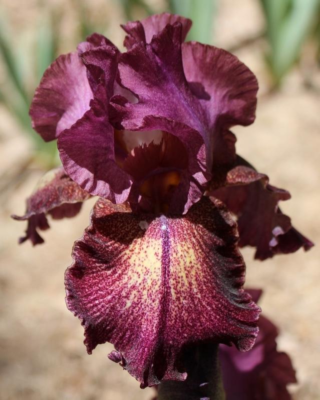 Photo of Tall Bearded Iris (Iris 'Colortart') uploaded by Calif_Sue