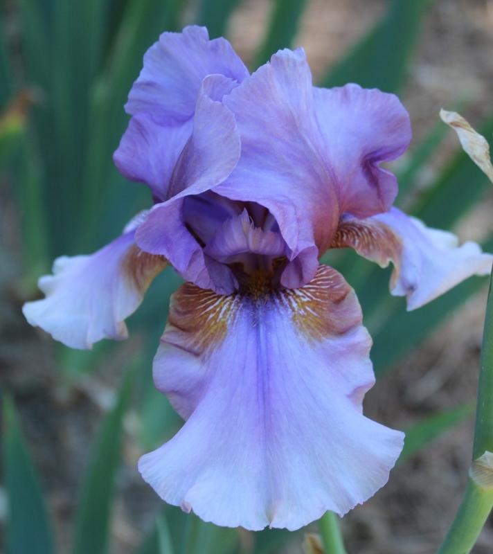 Photo of Tall Bearded Iris (Iris 'Collage') uploaded by Calif_Sue