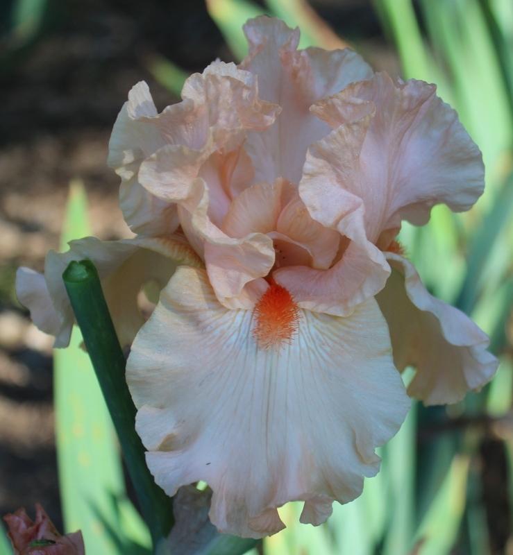 Photo of Tall Bearded Iris (Iris 'Coral Satin') uploaded by Calif_Sue