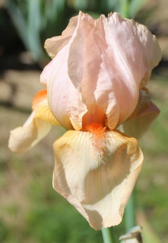 Photo of Tall Bearded Iris (Iris 'Convention Queen') uploaded by Calif_Sue