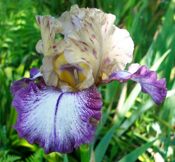 Photo of Tall Bearded Iris (Iris 'Colortrak') uploaded by Calif_Sue