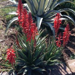 Location: UCD Arboretum
Date: 2015-03-03
Aloe x spinosissima UCD Arboretum, Davis CA. zone 9b 2015-03-03