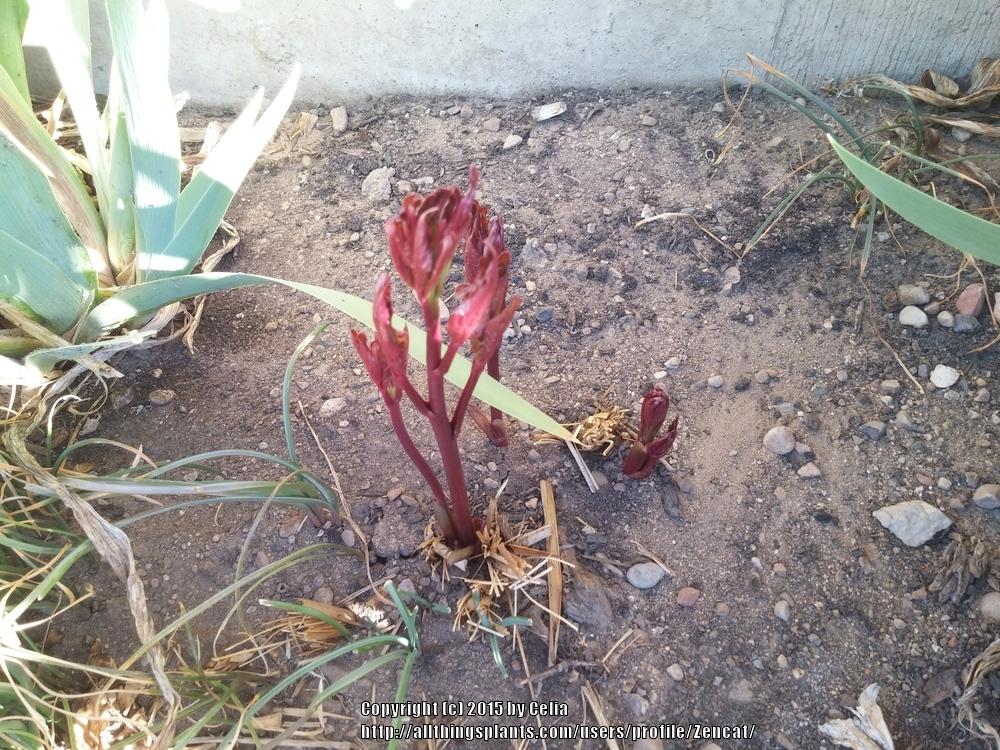 Photo of Peony (Paeonia lactiflora 'Santa Fe') uploaded by Zencat