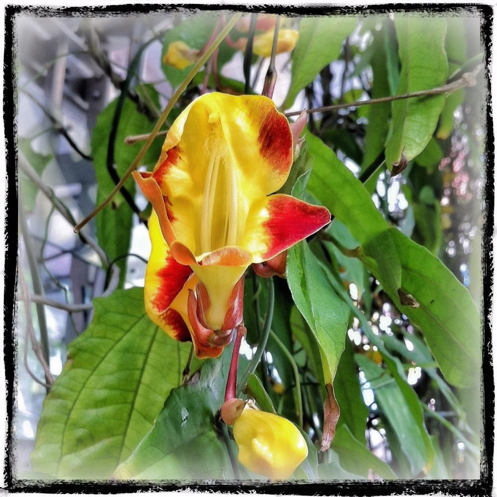 Photo of Mysore Trumpet Vine (Thunbergia mysorensis) uploaded by admin