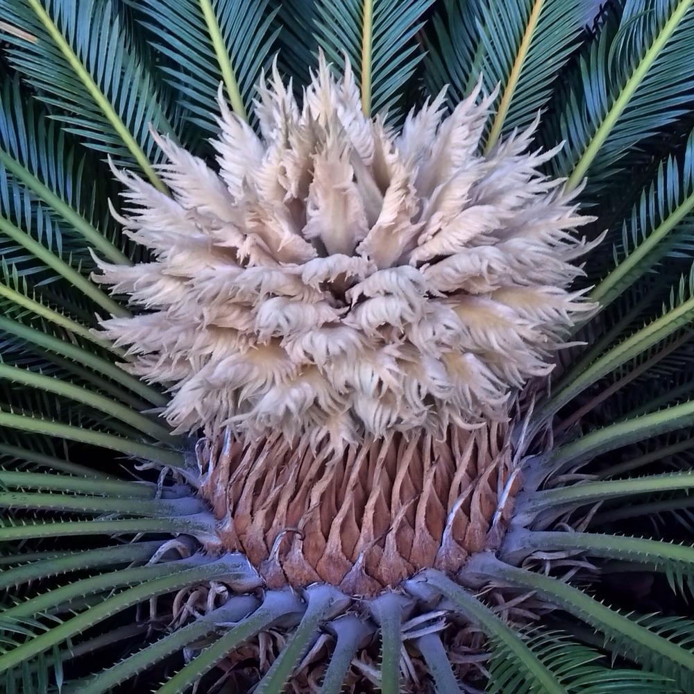 Photo of Sago Palm (Cycas revoluta) uploaded by admin