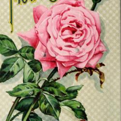 Location: Rose. Miss C.H. Lippincott Pioneer Seedswoman (1909)
Photo courtesy of: Swallowtail Garden Seeds