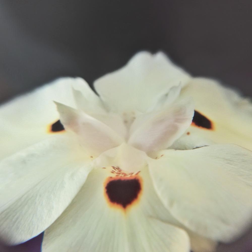 Photo of African Iris (Dietes bicolor) uploaded by admin