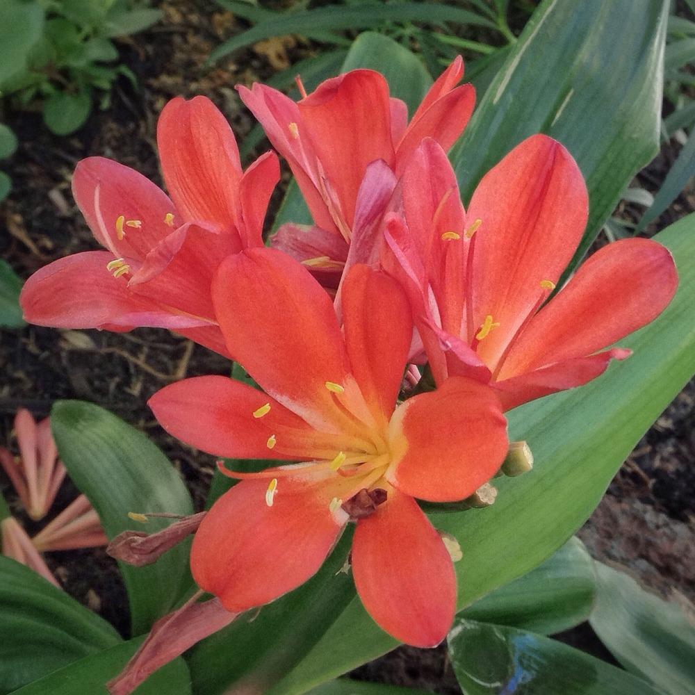 Photo of Fire Lily (Clivia miniata) uploaded by admin