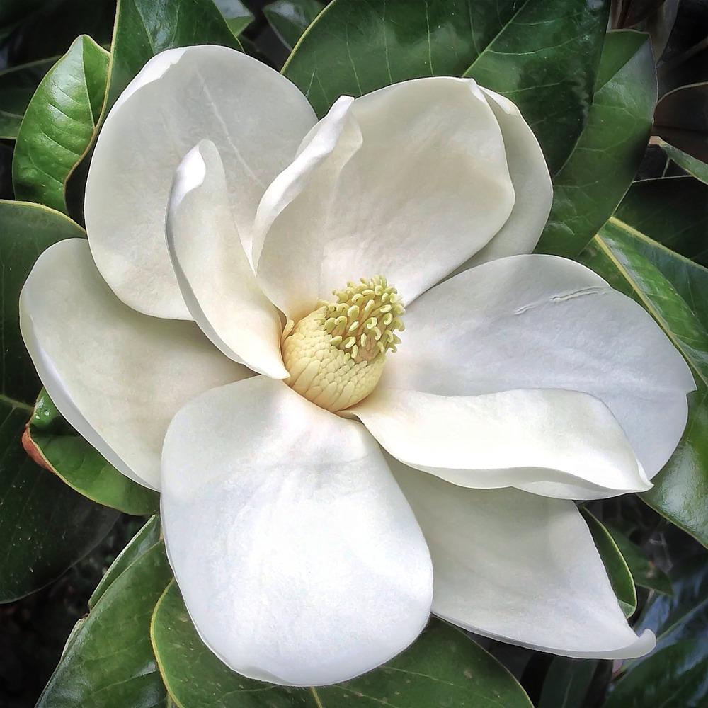 Photo of Southern Magnolia (Magnolia grandiflora) uploaded by admin