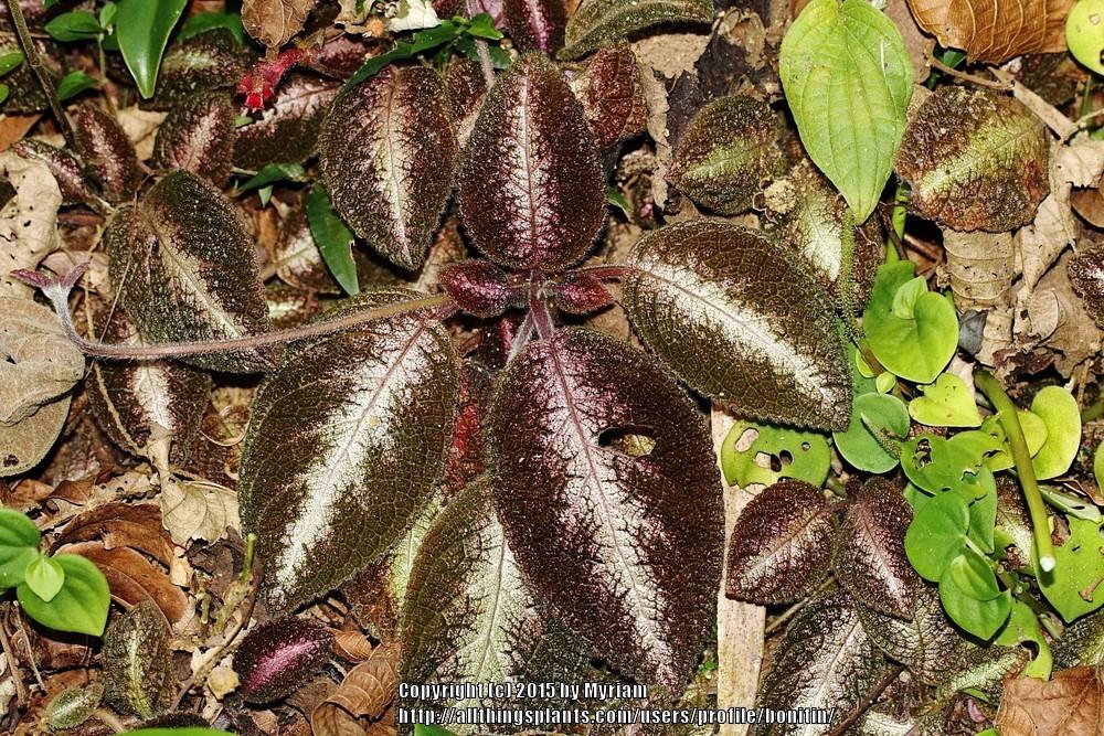 Photo of Flame Violet (Episcia cupreata) uploaded by bonitin