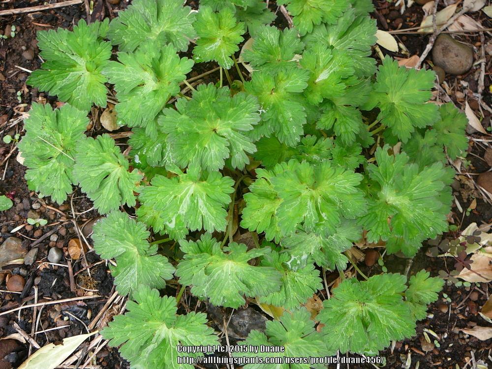 Photo of Geranium Rozanne® uploaded by duane456