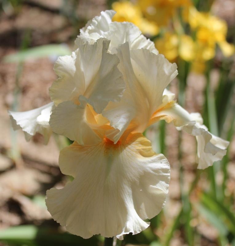 Photo of Tall Bearded Iris (Iris 'Crystal Glitters') uploaded by Calif_Sue