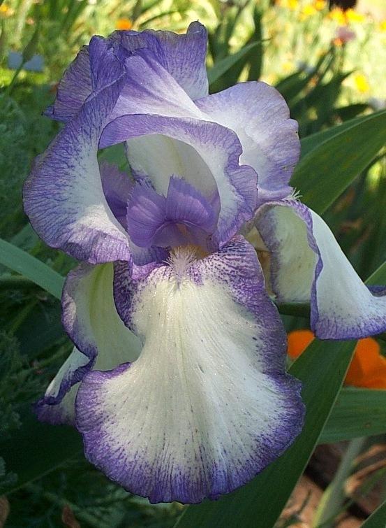 Photo of Tall Bearded Iris (Iris 'Dancing Beauty') uploaded by Calif_Sue