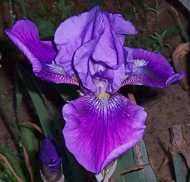 Photo of Tall Bearded Iris (Iris 'Corinthe') uploaded by Calif_Sue