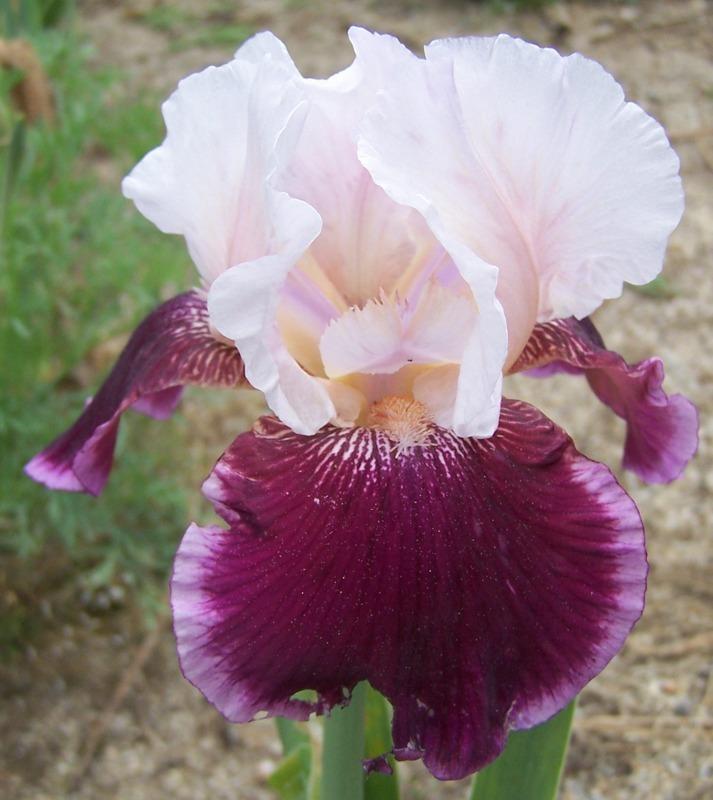 Photo of Tall Bearded Iris (Iris 'Crimson Snow') uploaded by Calif_Sue