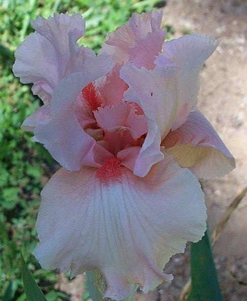 Photo of Tall Bearded Iris (Iris 'Cozy and Warm') uploaded by Calif_Sue
