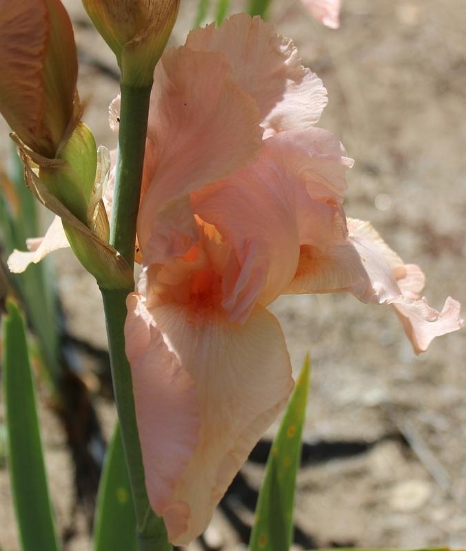 Photo of Tall Bearded Iris (Iris 'Deep Caress') uploaded by Calif_Sue