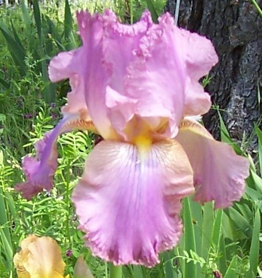 Photo of Tall Bearded Iris (Iris 'Crinkled Beauty') uploaded by Calif_Sue
