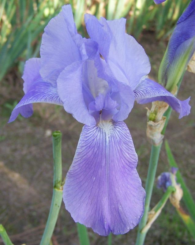 Photo of Tall Bearded Iris (Iris 'Corrida') uploaded by Calif_Sue