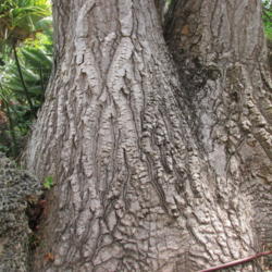 Location: Southwest Florida
Date: March 2015
The trunk of a very old specimen