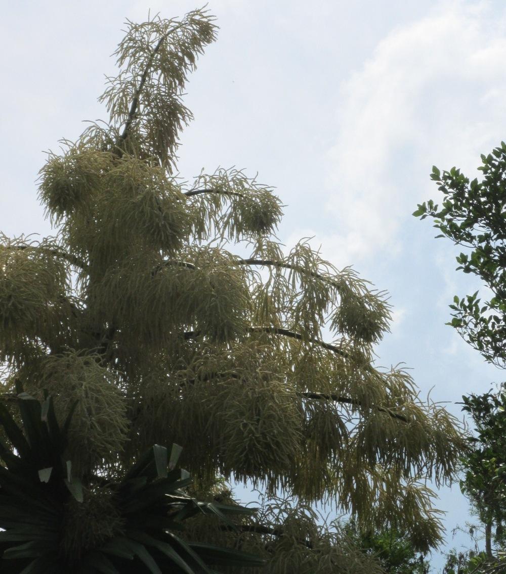 Photo of Talipot Palm (Corypha umbraculifera) uploaded by Dutchlady1