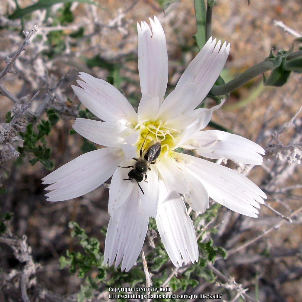 Photo of Desert Chicory (Rafinesquia neomexicana) uploaded by Kelli