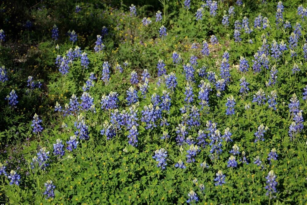 Photo of Texas Bluebonnet (Lupinus texensis) uploaded by LindaTX8