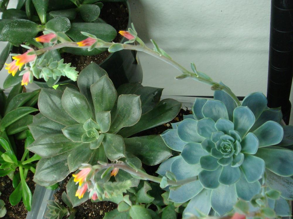 Photo of Echeveria 'Mazarine' uploaded by indoorplants