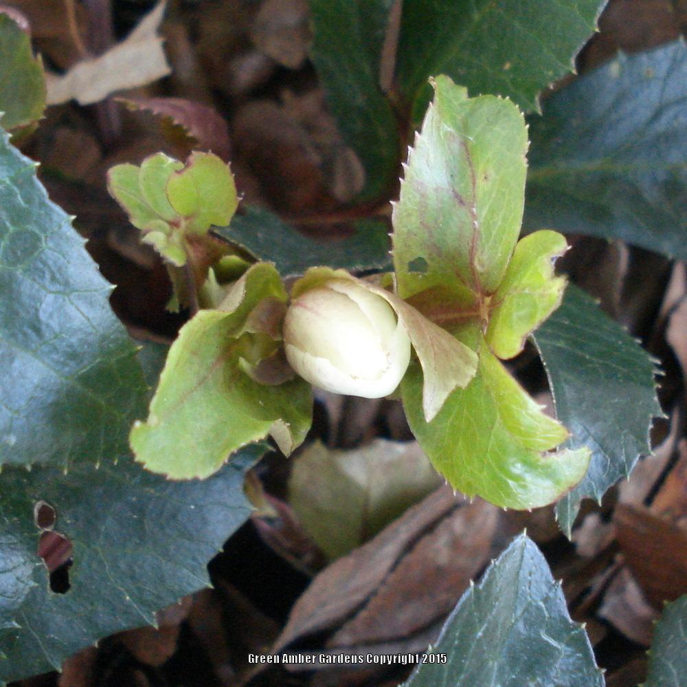 Photo of Hellebore (Helleborus Gold Collection® Pink Frost) uploaded by lovemyhouse