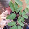 Schefflera delavayi growing in a 1 gallon pot