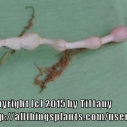 Location: Opp, AL
Date: 2015-03-23
After being out in the sun for a couple days, this root started t