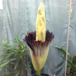 Location: California State University, Sacramento.
Date: 2015-03-24
Titanic bloom on this 10yr. old plant. In its own display case. T
