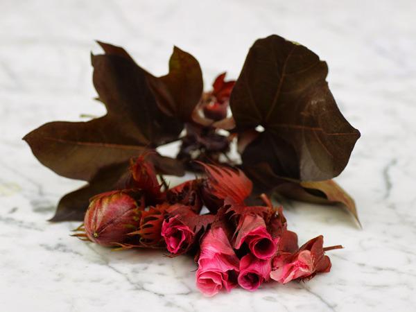 Photo of Cotton (Gossypium 'Red Foliated') uploaded by Joy