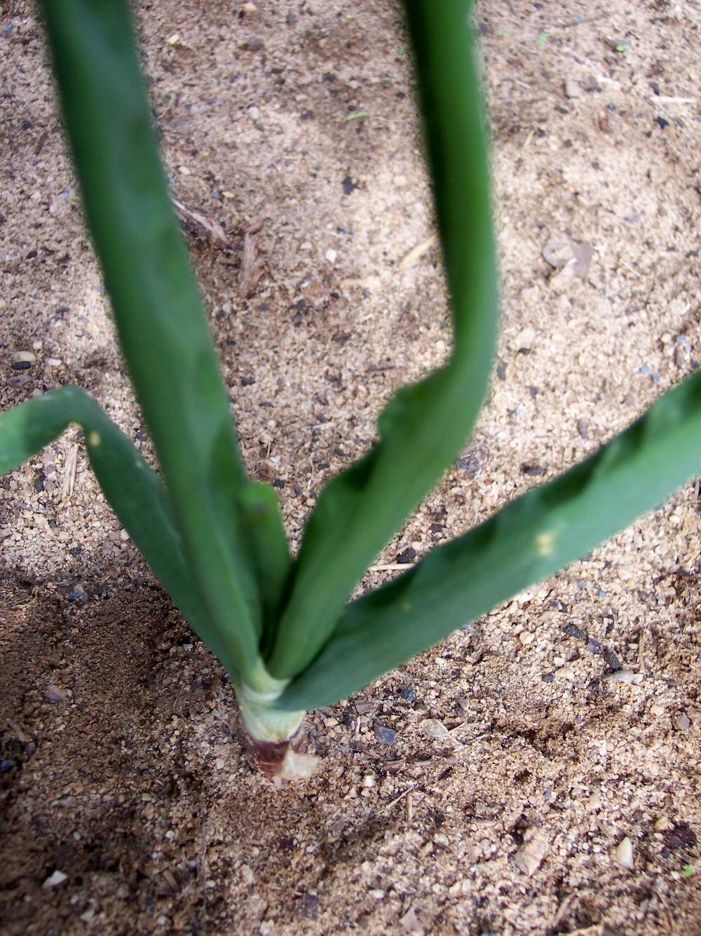 Photo of Onion (Allium cepa 'Desert Sunrise') uploaded by farmerdill