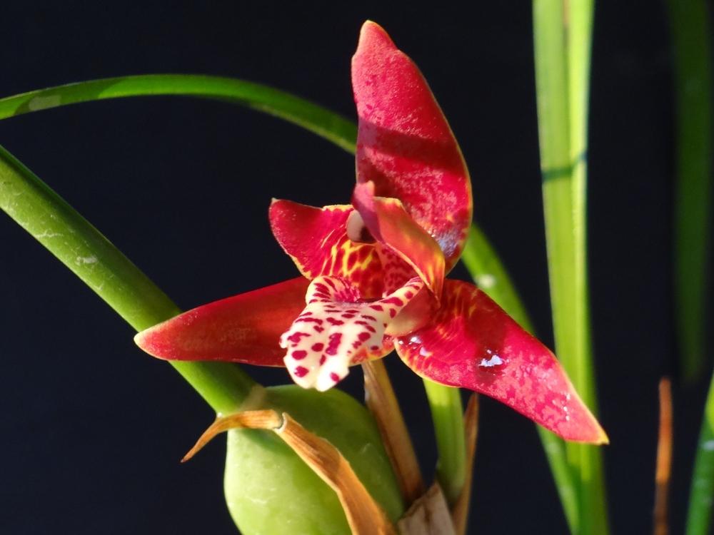 Photo of Coconut Orchid (Maxillaria tenuifolia) uploaded by hawkarica