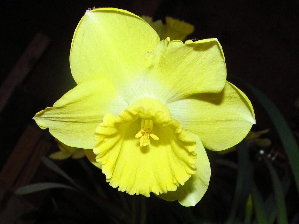 Photo of Trumpet Daffodil (Narcissus 'Galactic Star') uploaded by jmorth